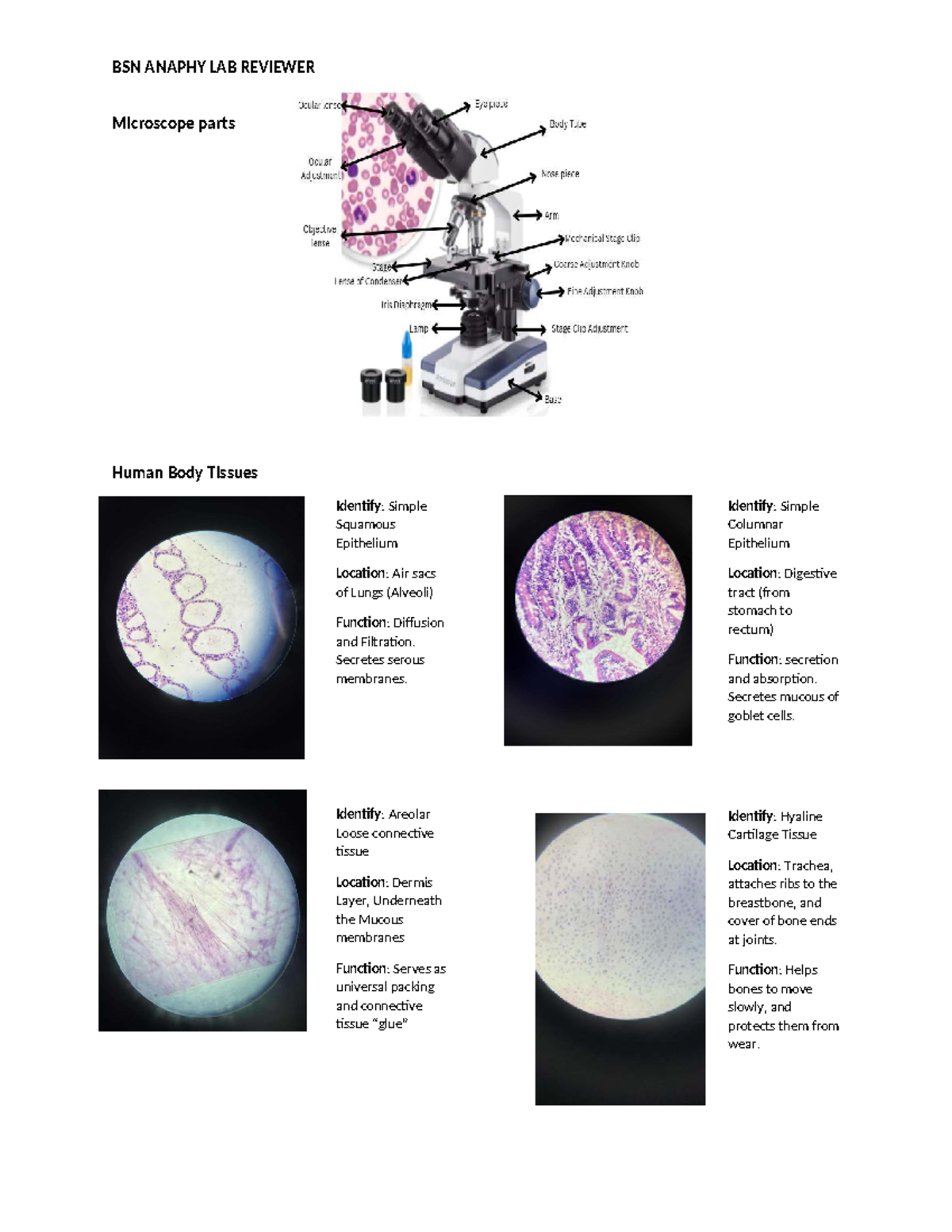 BSN ANAPHY LAB REVIEWER: Microscope Parts & Human Tissues - Studocu