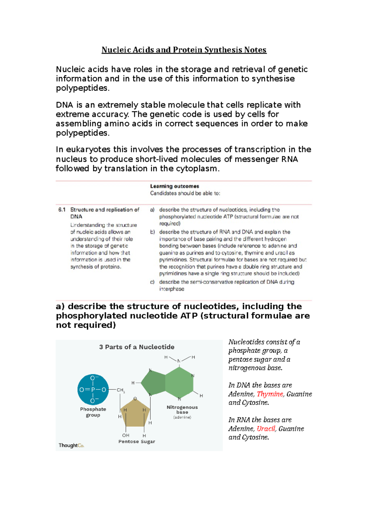 Nucleic Acids and Protein Synthesis Notes - DNA is an extremely stable ...