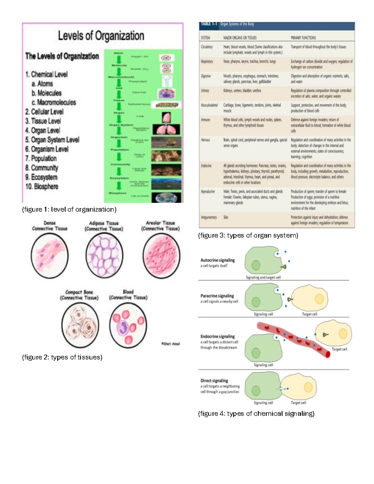 Bio picture reviewer - (figure 1: level of organization) (figure 2 ...