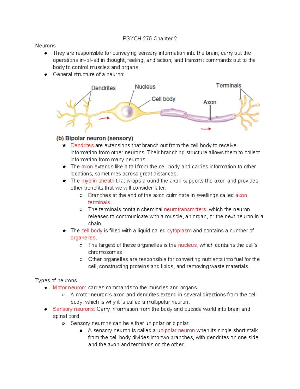 PSYCH 275 Chapter 2: Understanding Neurons and Their Functions - Studocu