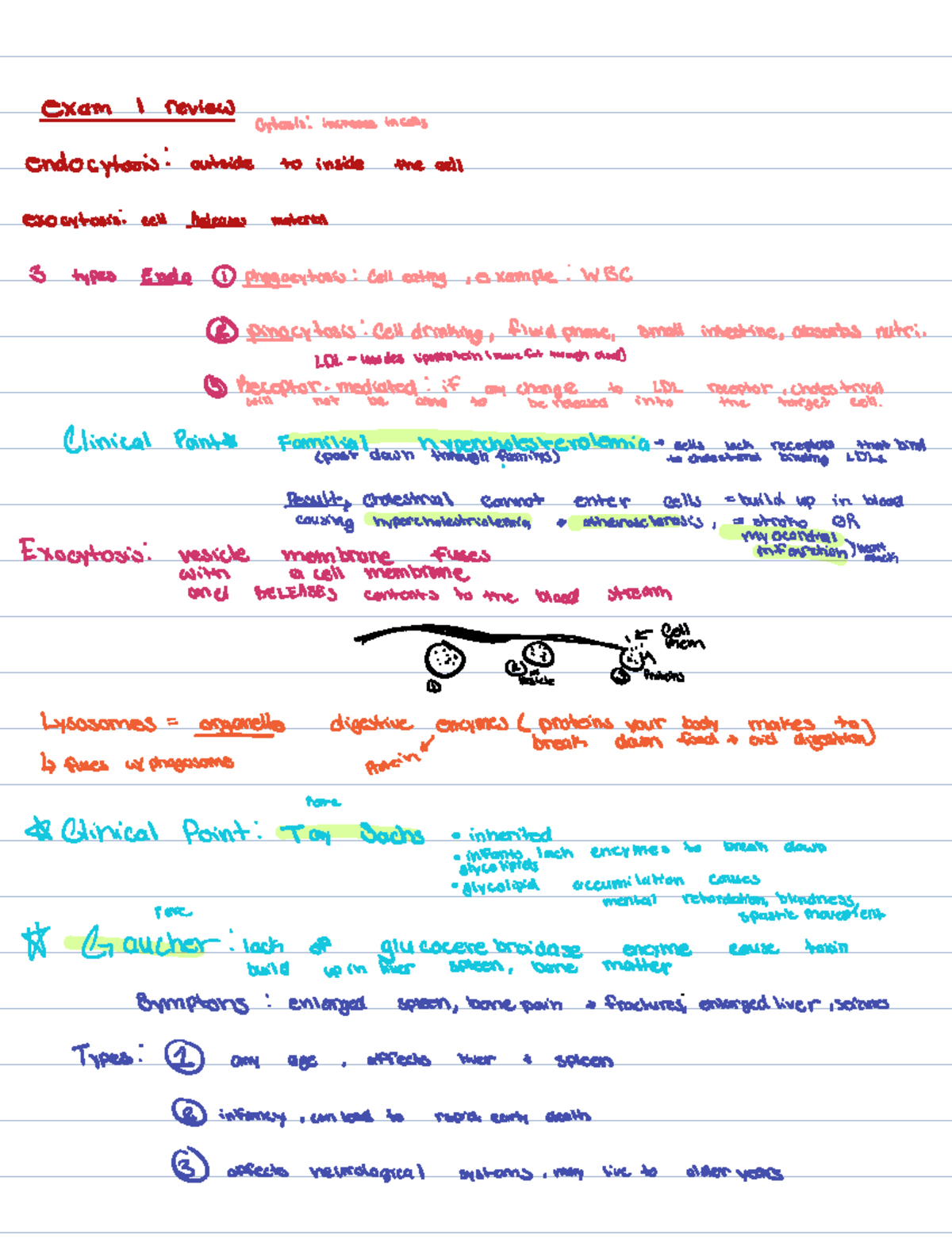 Biology 101: Final Exam Review Notes on Cell Transport & Division - Studocu