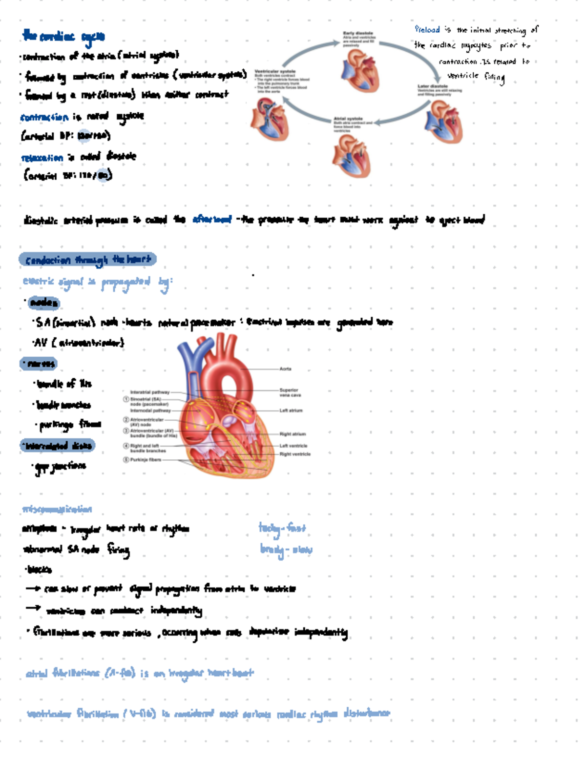 Cardiac system - the cardiac cycle Preload is the initial stretching of ...