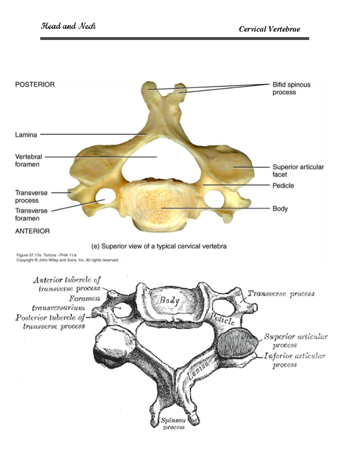 Cervical Vertebrae Anatomy Notes