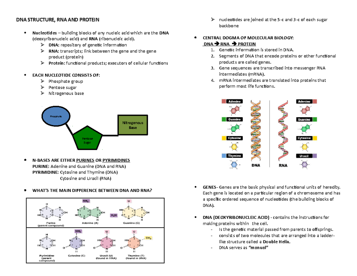 Lecture Notes on DNA Structure, RNA Function, and Protein Synthesis ...