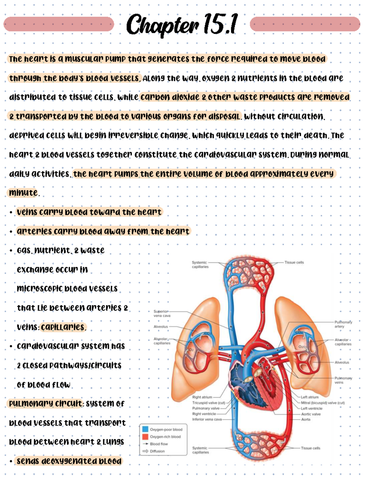 Cardiovascular System Overview: Circulation, Heart Structure, and ...