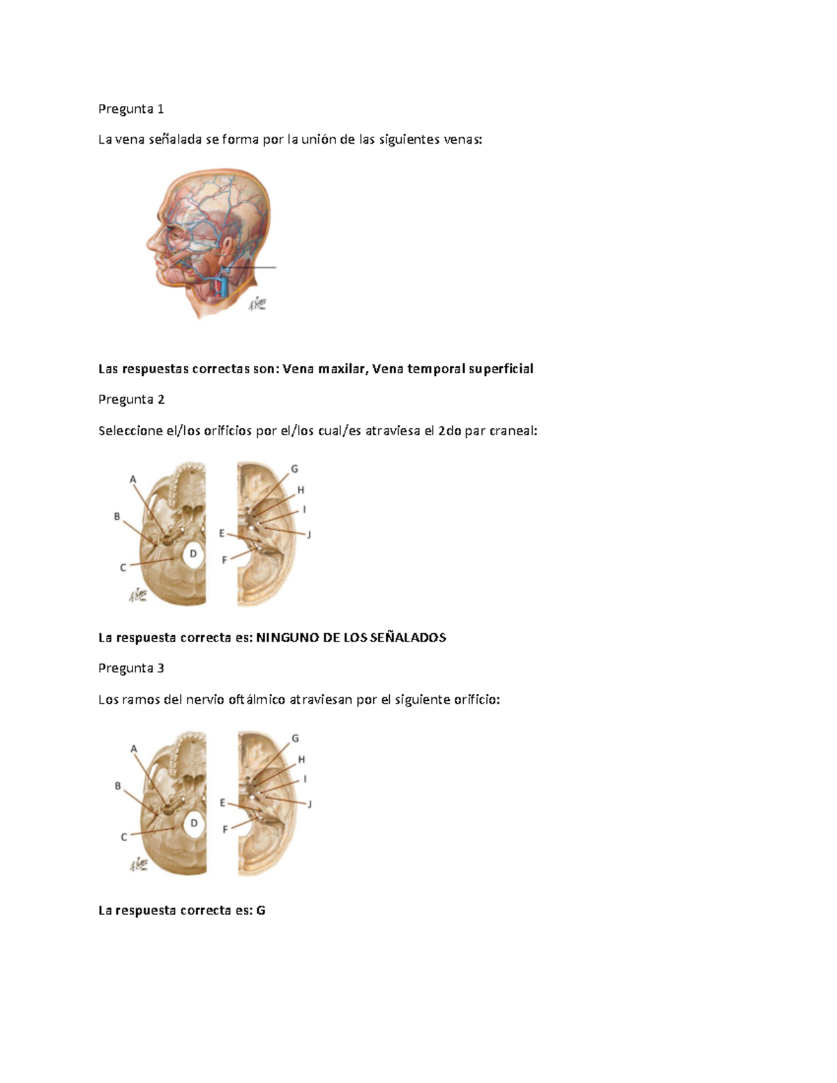 Lamina De Ureter Rotulada