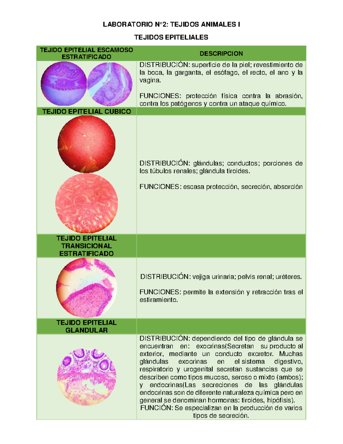 PPT - Son todos aquellos que no poseen columna vertebral para mantenerse  erguidos. PowerPoint Presentation - ID:5521483, image size:1200x1553