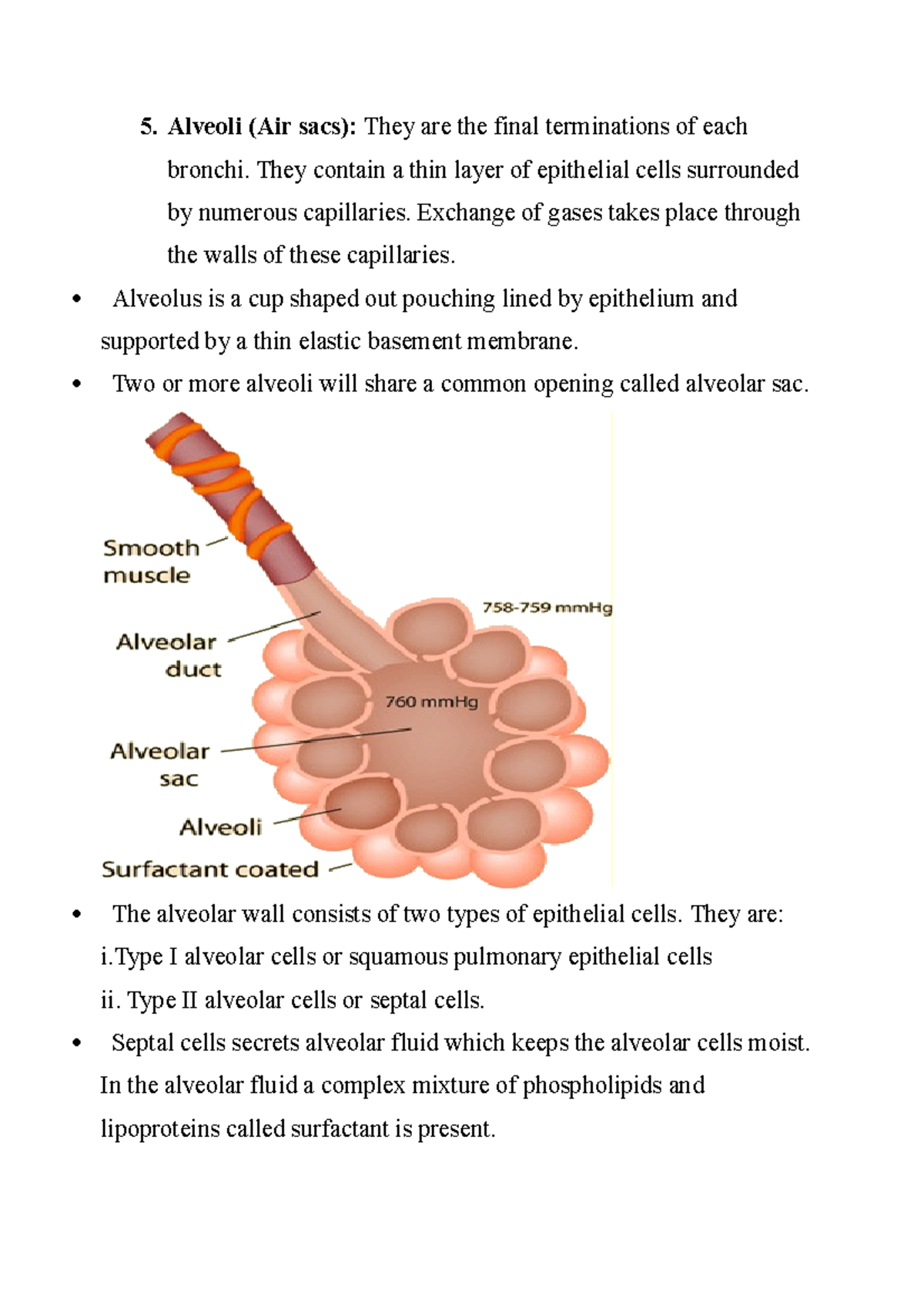 Alveoli and Lungs: Structure and Function Overview (Bio 101) - Studocu