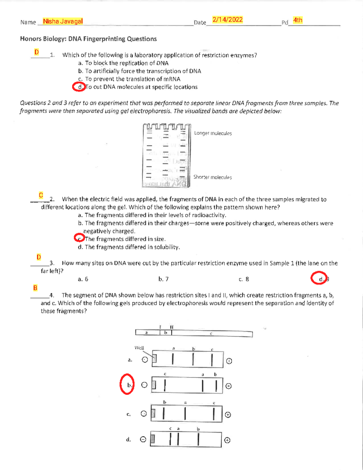 Biology 1 - DNA Fingerprinting Practice Questions with Answers Key ...