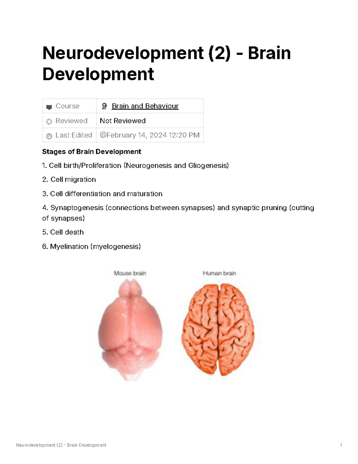 Neurodevelopment (2) - Brain Development - Neurodevelopment (2) - Brain ...