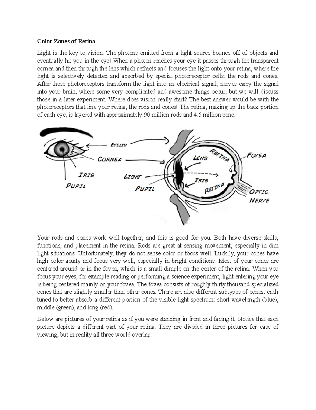 Color Zones of the Retina: A Study in Cognitive Psychology - Studocu
