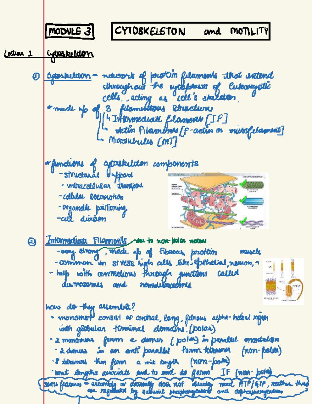 BMSC 220 Cytoskeleton Motility and Lecture Notes - Studocu