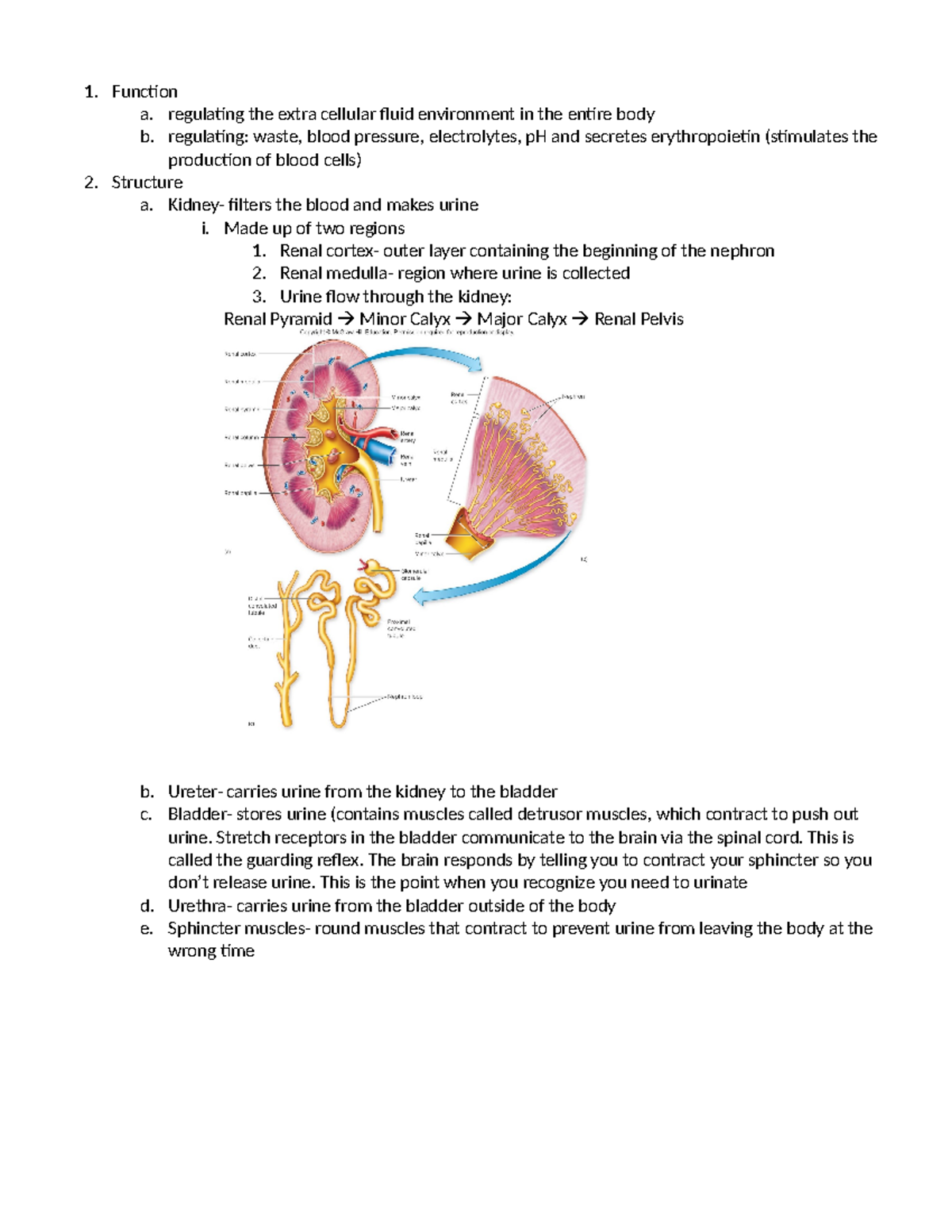 BIO 101: Urinary System Outline and Nephron Structure Details - Studocu