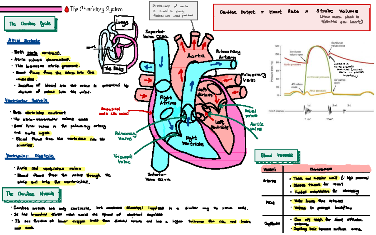 Circulatory System - Fact Recall for BIO 101 Final Exam Study Guide ...