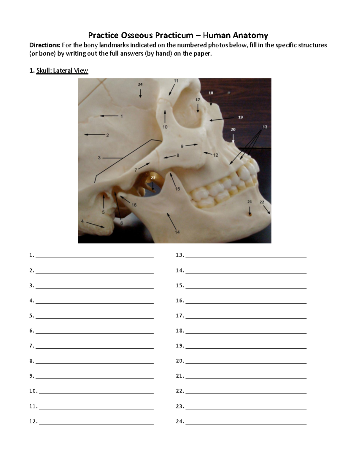 Human Anatomy Practicum: Unlabeled Bone Structures - Studocu