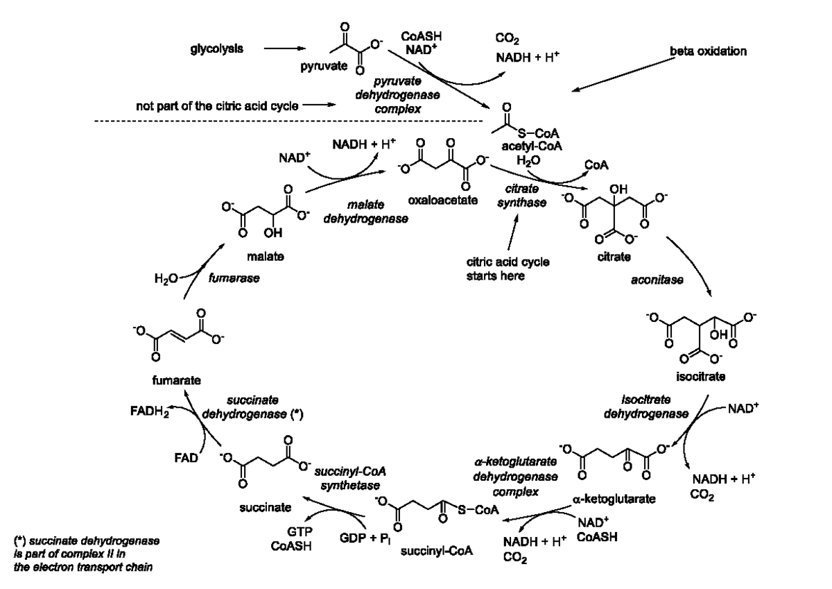 Complete Citric Acid Cycle (2024) - Detailed Overview - Studocu