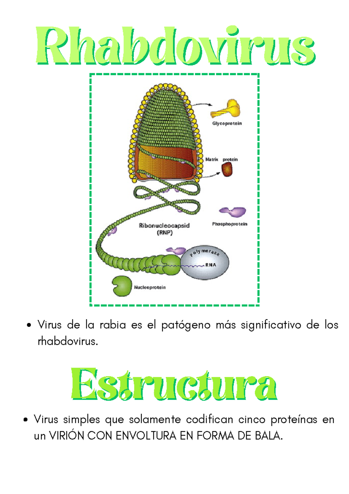 Rhabdovirus: Descripción, Estructura y Tratamiento del Virus de la ...
