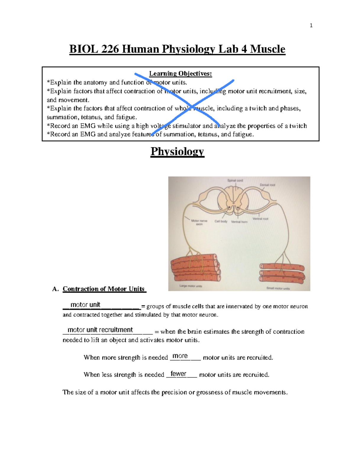 Lab 4 Muscle Physiology - Contraction of Motor Units = groups of 