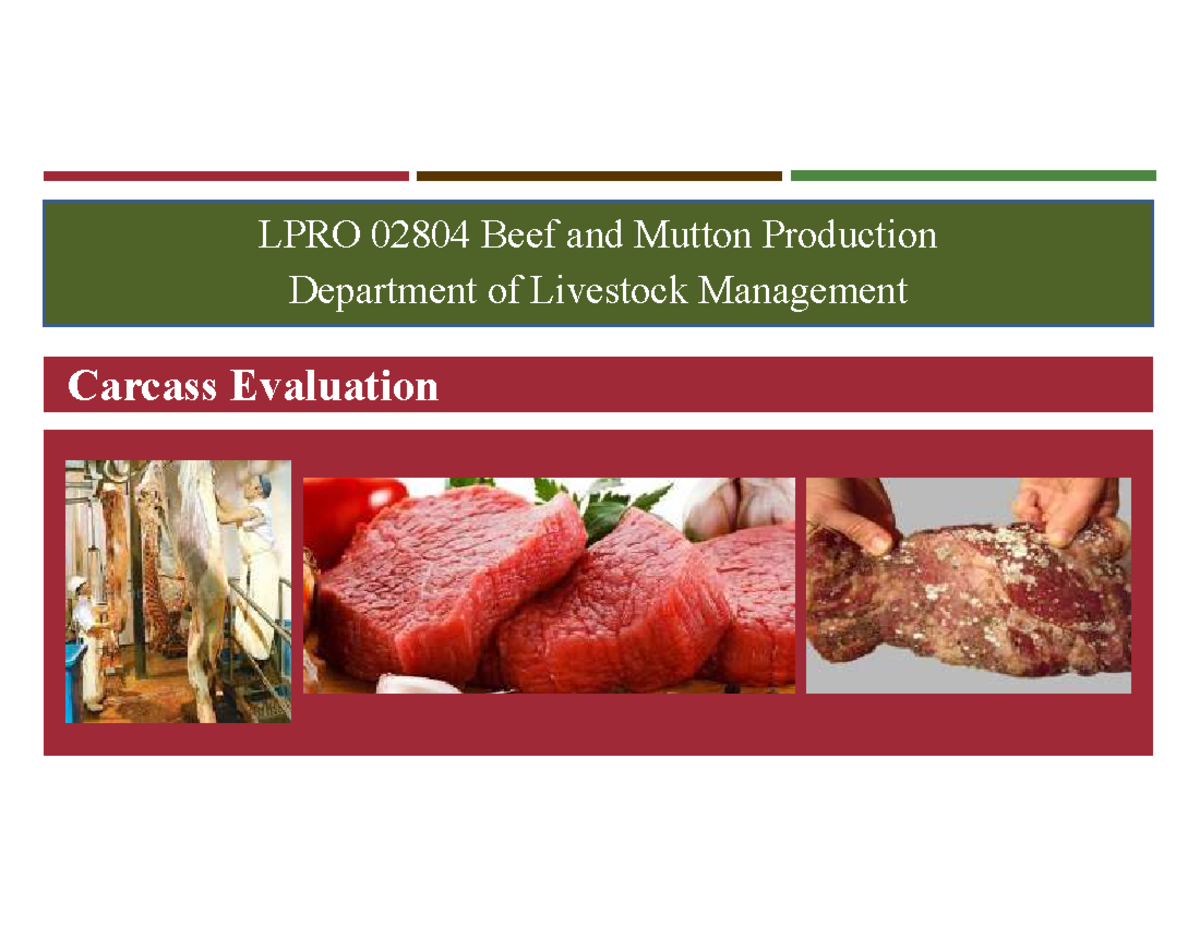 Carcass Evaluation in LPRO 02804: Beef and Mutton Production - Studocu
