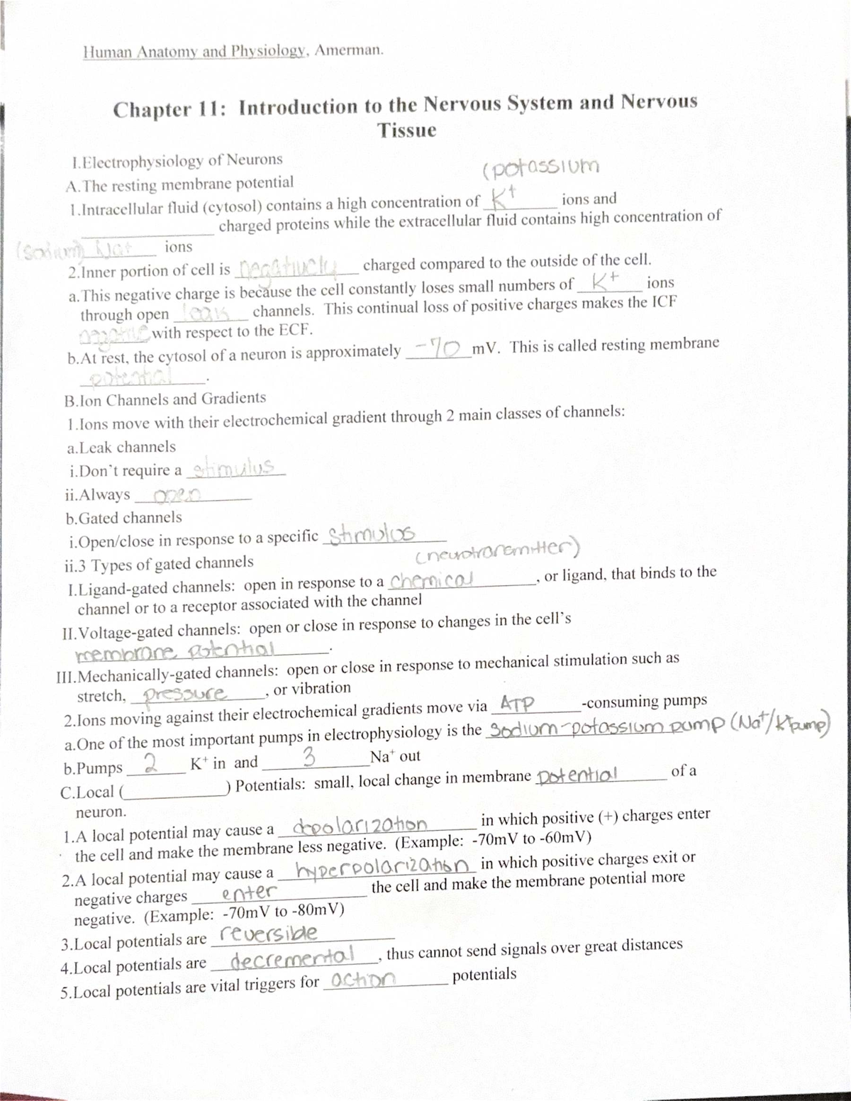 Human Anatomy and Physiology, Amerman. Chapter 11: Nervous System ...