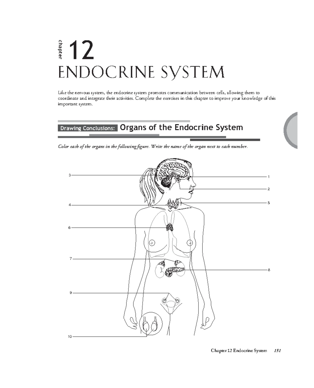 Worksheet on Respiratory System: Chapter 17 Summary and Activities ...