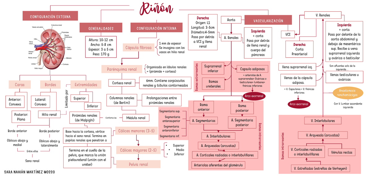 RIñón - Resumen de anatomía del riñon - Riñón Caras Bordes Extremidades ...