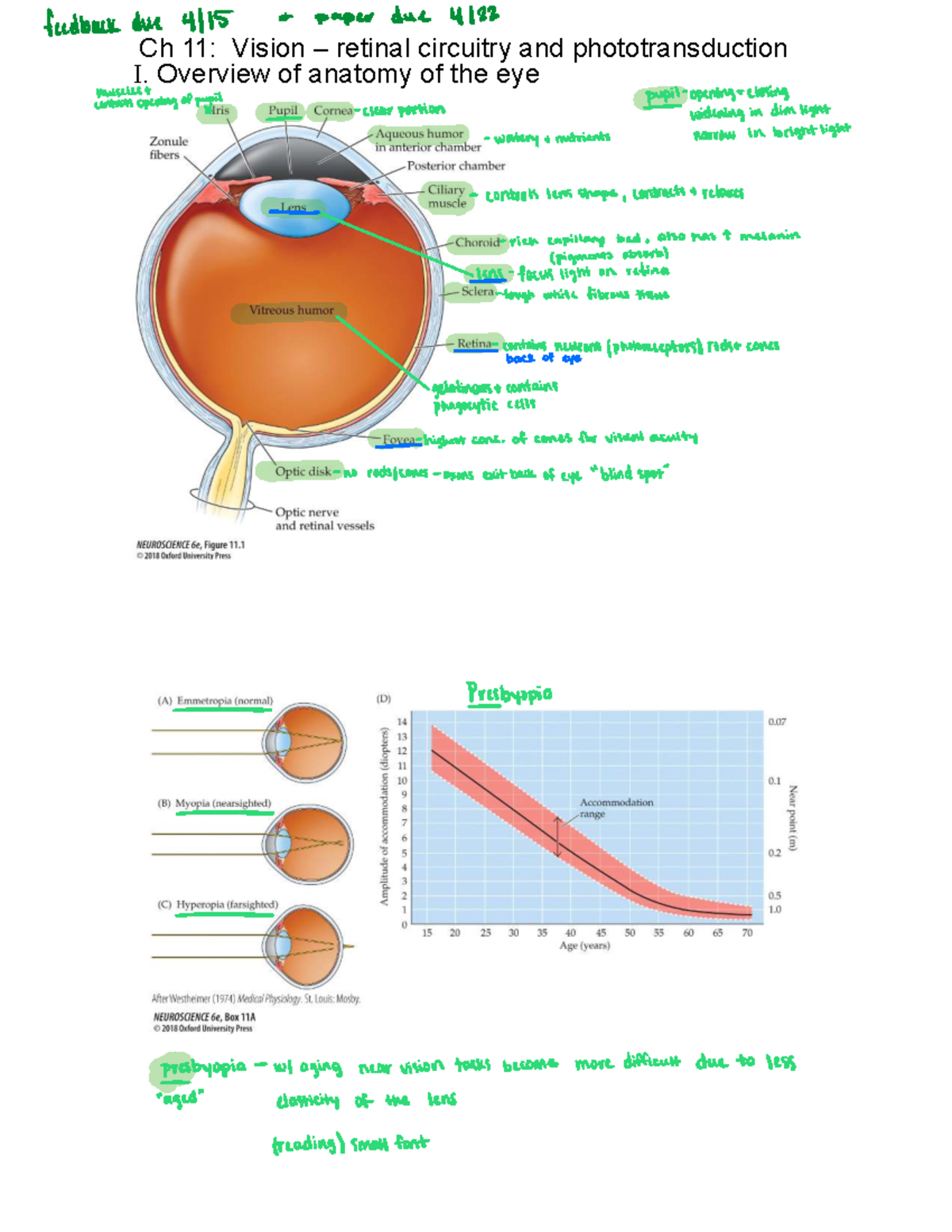 Anatomy and Function of the Eye: Vision and Phototransduction (Ch 11 ...