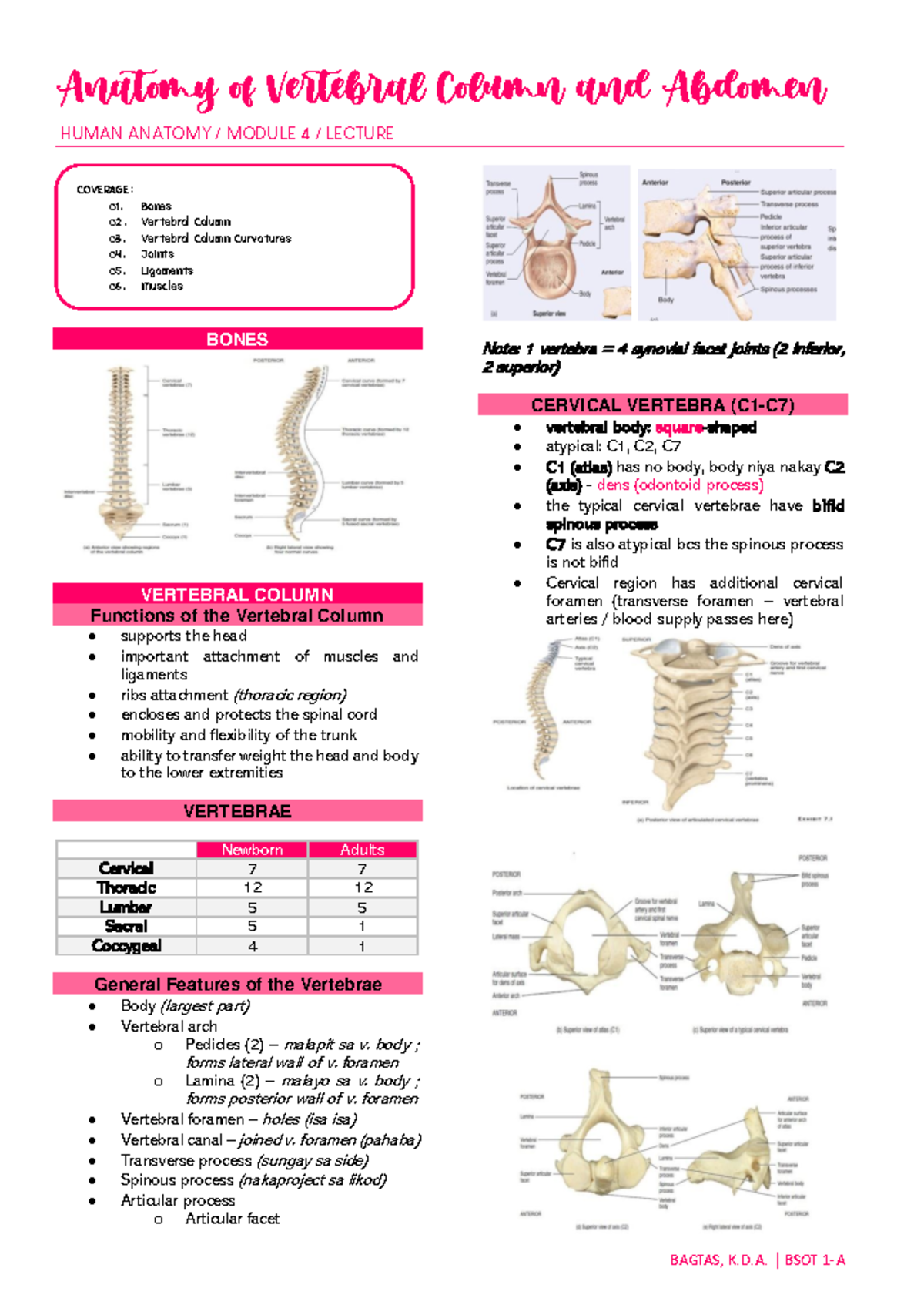 Anatomy of the Vertebral Column and Abdomen - BSOT 1-A Lecture Notes ...