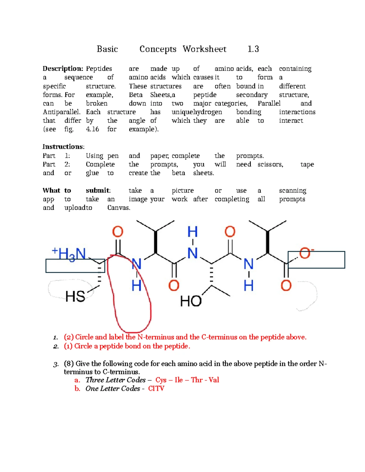 Protein Function Practice Problems (KEY) for BIOL101 - Studocu