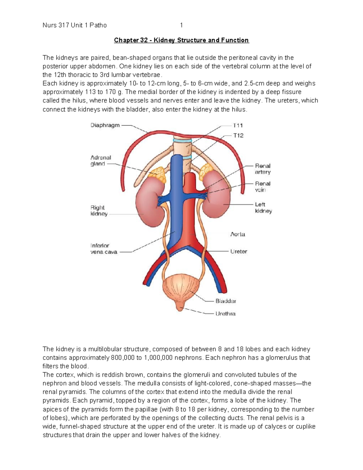 Nurs 317 Unit 1 Patho - Chapter 32 - Kidney Structure and Function The ...
