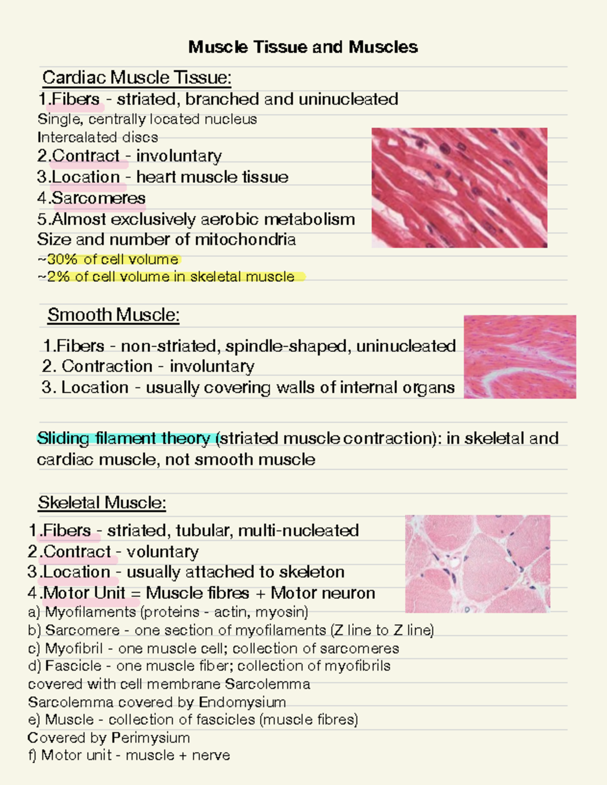 Muscle Tissues and Muscles - 1 - striated, branched and uninucleated ...