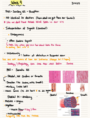 Muscle Contraction Mechanism: Skeletal Muscle Physiology Notes - 03 05 ...