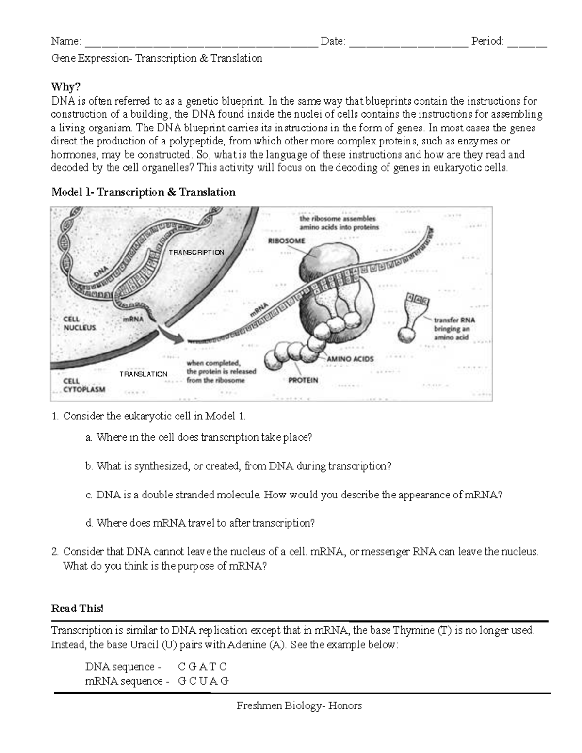 Transcription and Translation in Eukaryotic Cells - Freshmen Honors ...