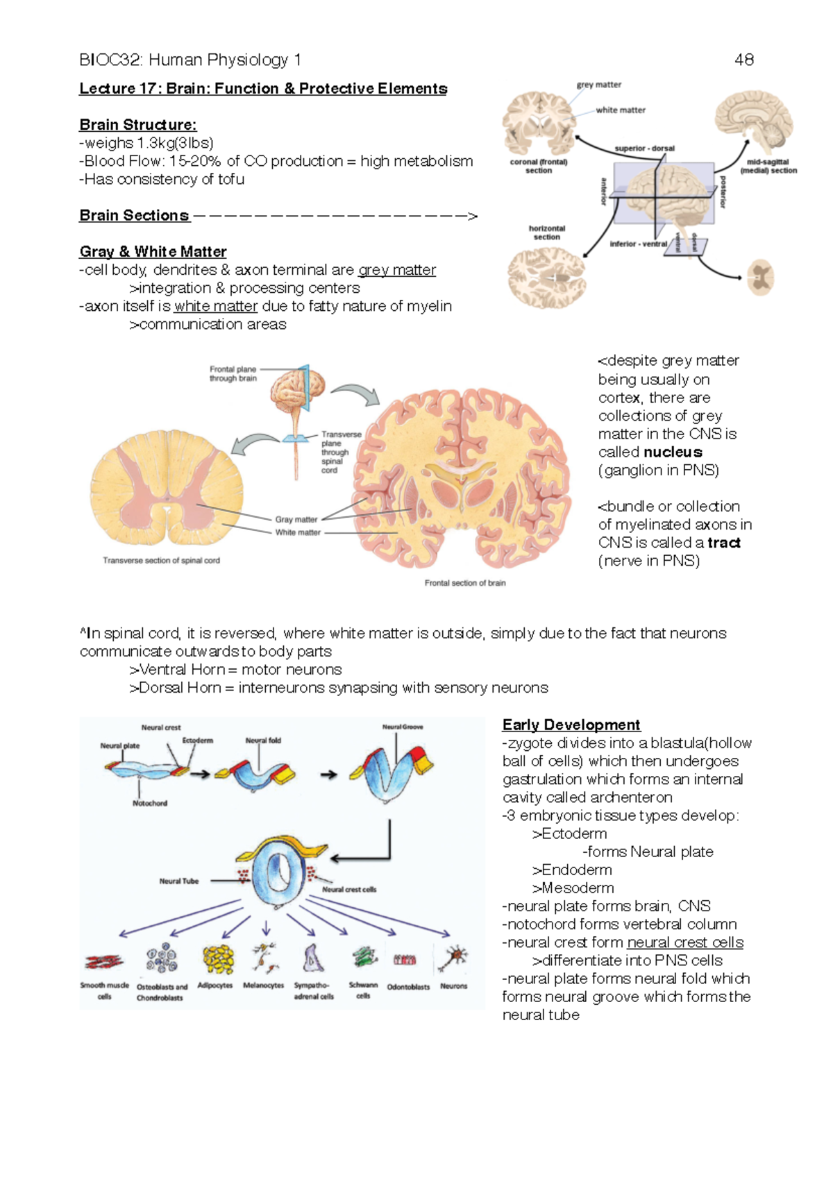 BIOC32 Final Exam Study Notes: Brain Structure and Function Overview ...