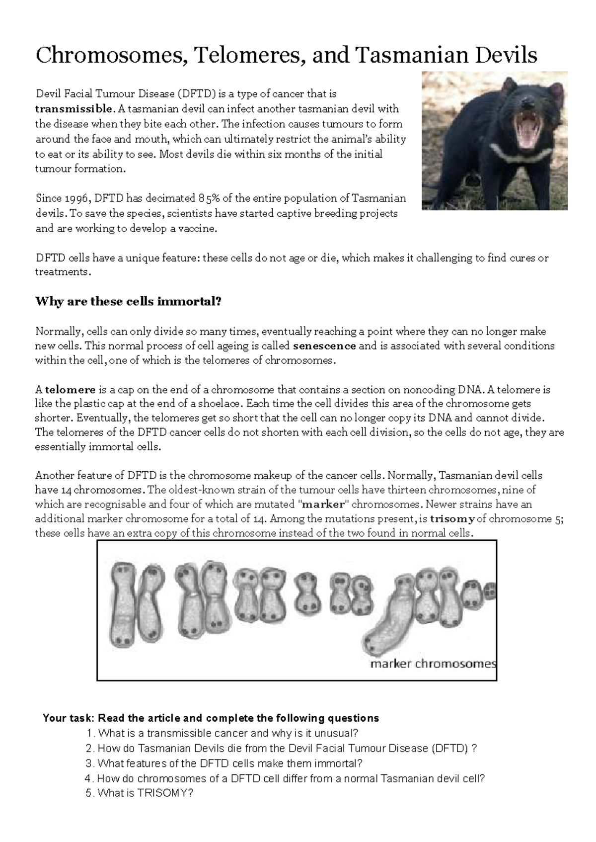 Chromosomes, Telomeres, and DFTD: Tasmanian Devils Worksheet - Studocu