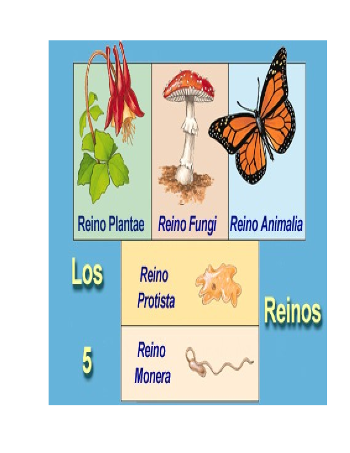 Biologia - INFORMACION - Biología - Reino Plantae Reino Fungi Reino Animalia  Los Reino Protista - Studocu