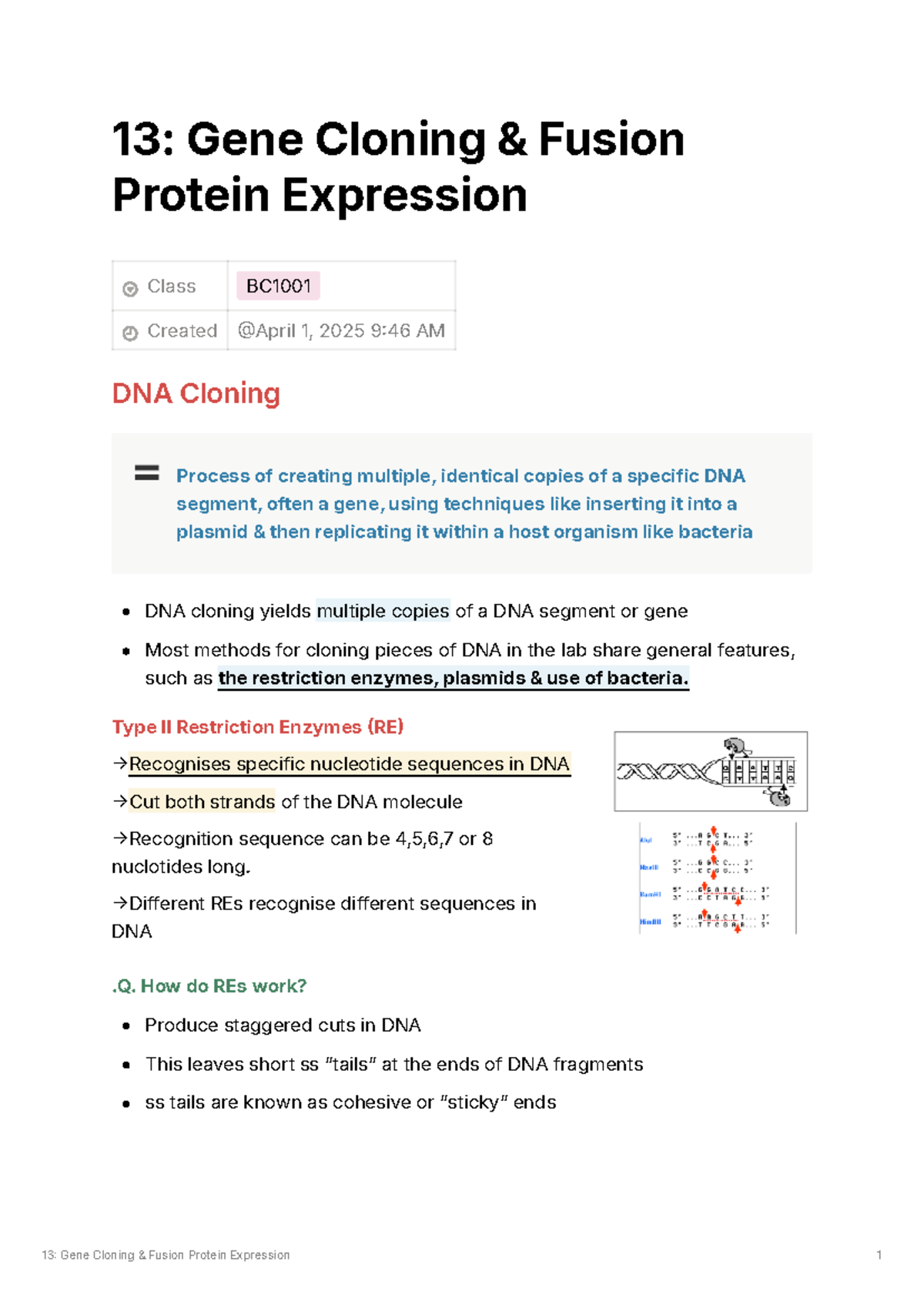 Lecture 13: Gene cloning and fusion protein expression in BC1001 - Studocu