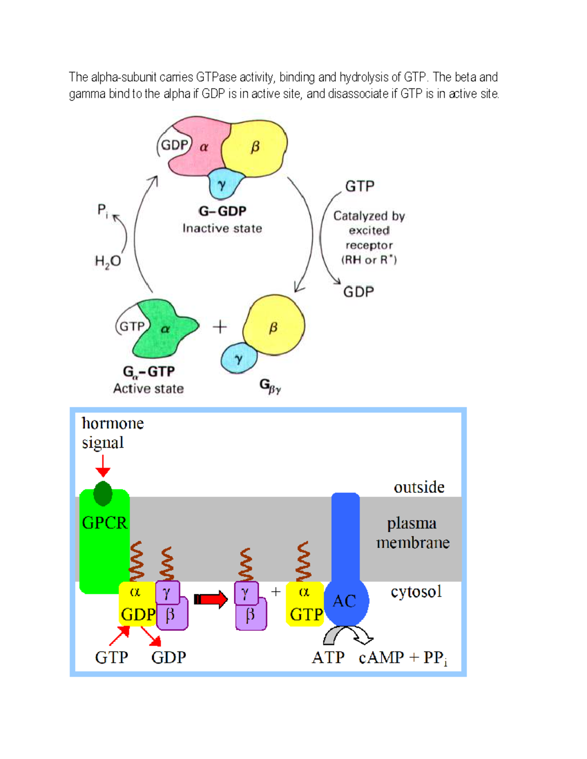 Biochemical Pathways & Hormonal Regulation in Glucose Metabolism ...
