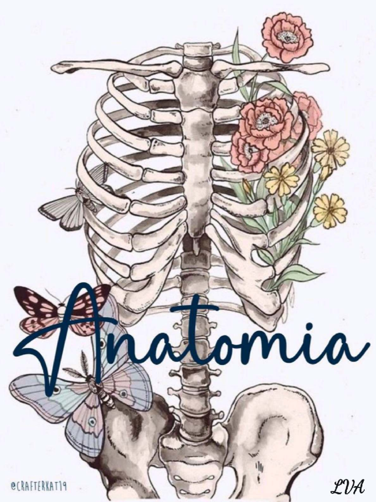 Anatomía - djbd-kj - alomia LVA Sistema Renal Polo superior Muswlo ...