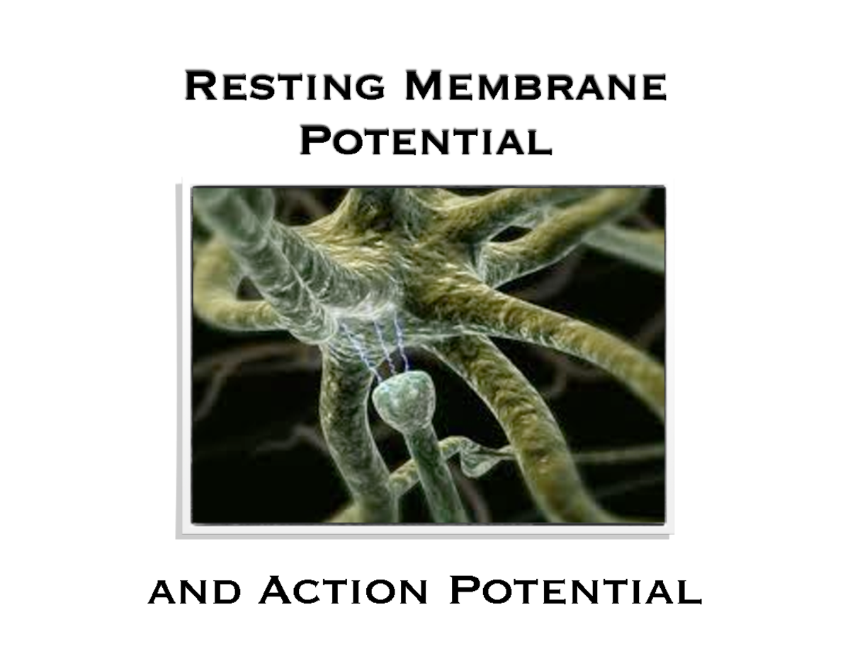 PDF - U4L3 - Action Potential - Resting Membrane Potential and Action ...