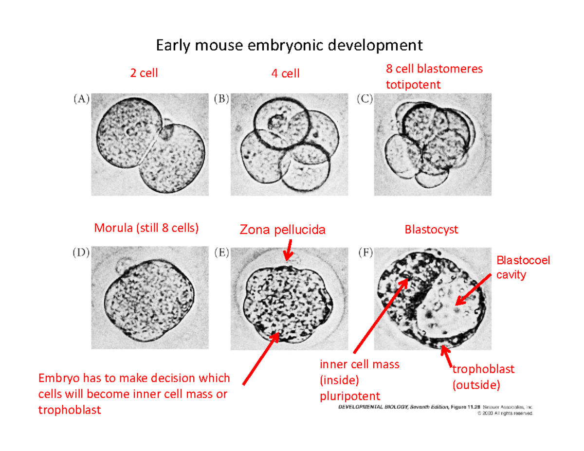 2019 Lecture 8 - Pluripotency in Mouse Embryonic Development - Studocu