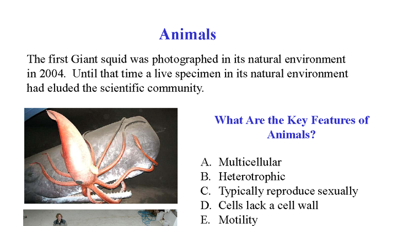 BIOL 113 Final Exam Study Guide: Animalia & Parasites - Studocu