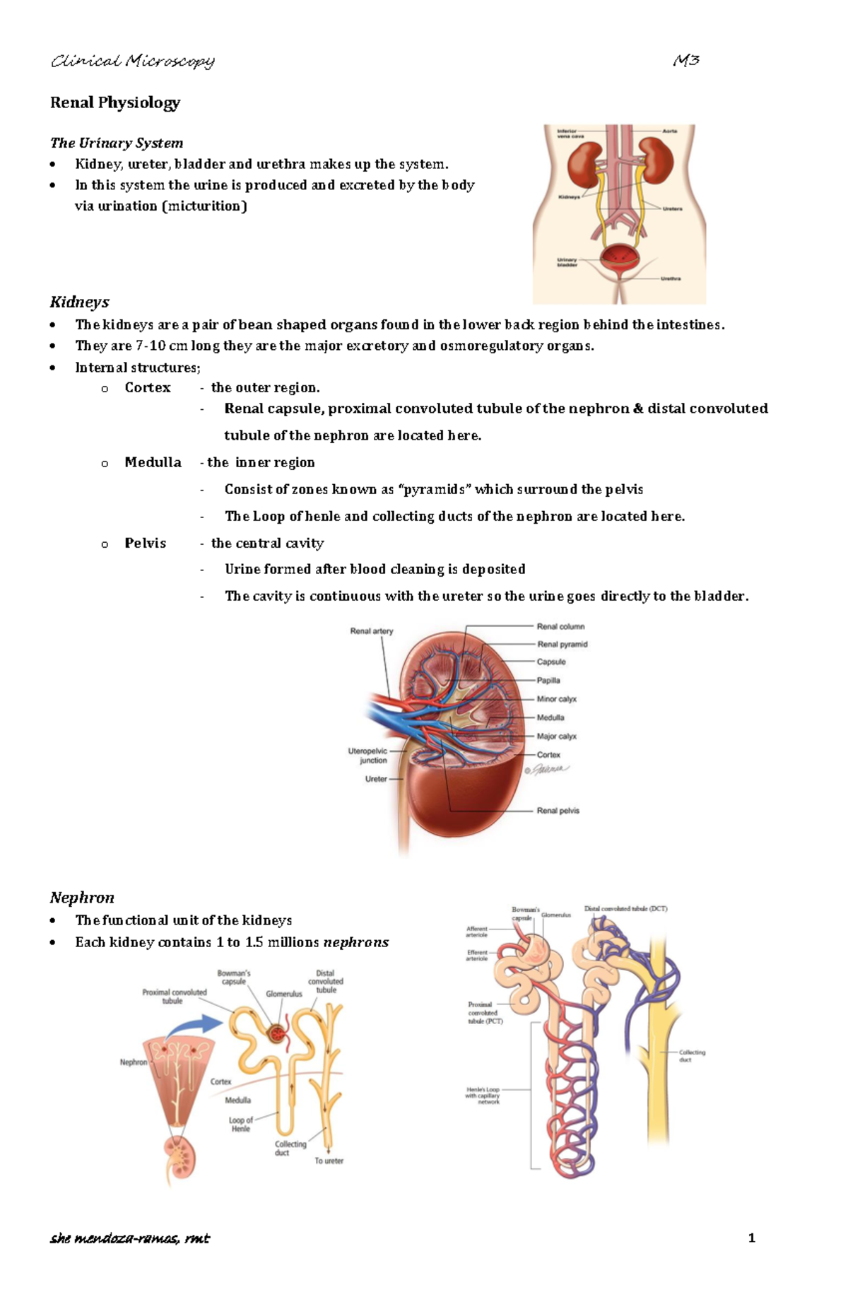 3 Renal Physiology: Overview of the Urinary System and Kidney Functions ...