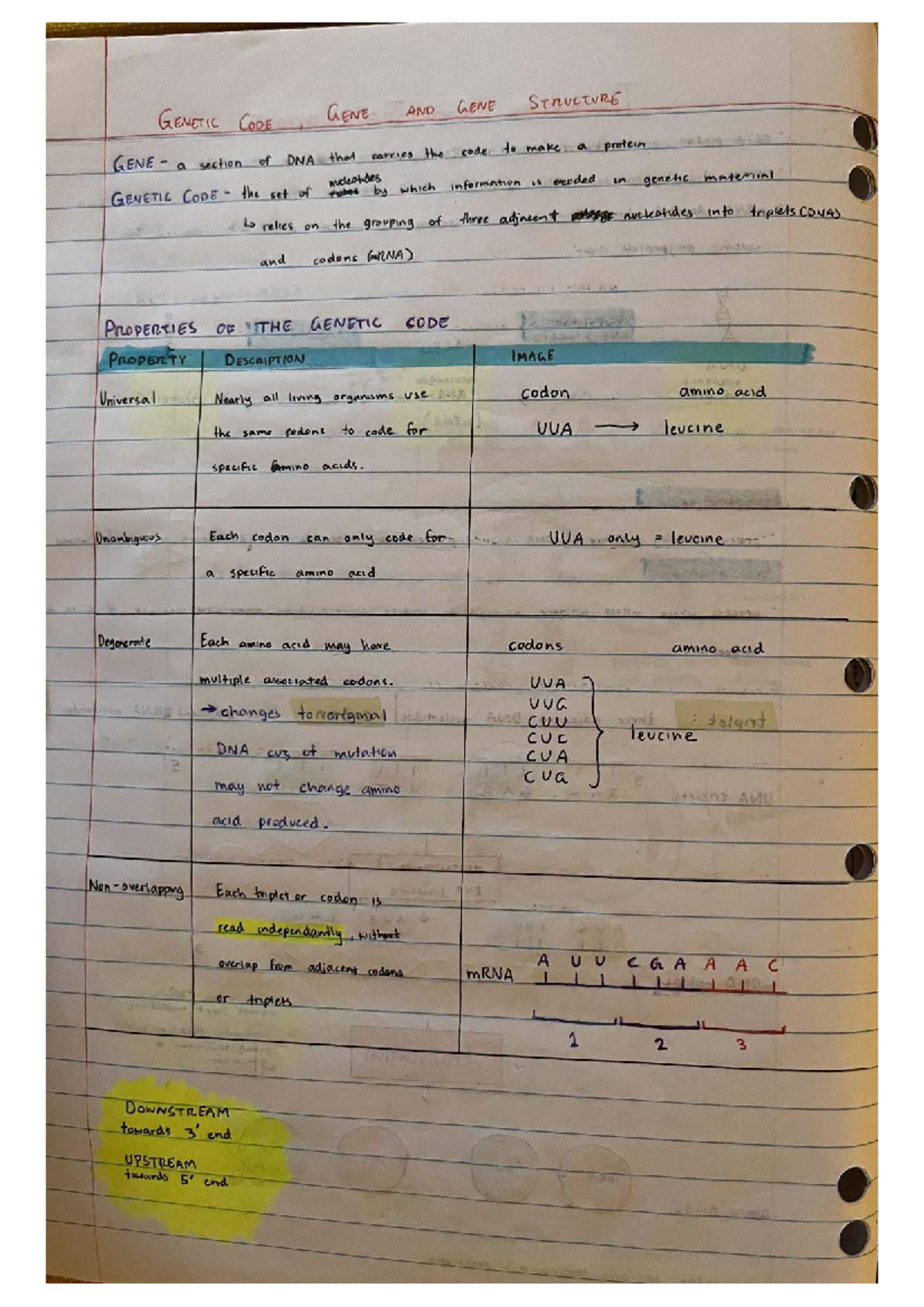 Genetic code components - GENETIC GENE AND GENE STRUCTURE CODE , GENE a ...