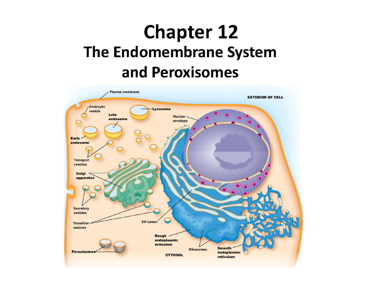 Chapter 12 - Endomembrane System - The Endomembrane System and ...