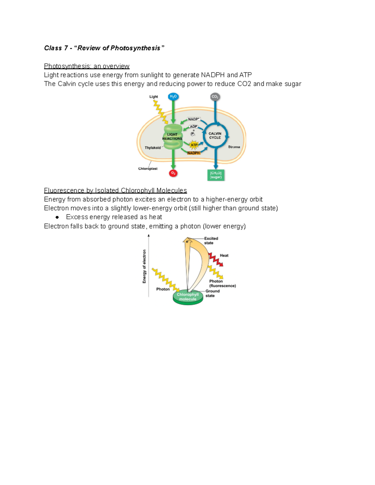 Lecture #7 - Class 7 - “Review of Photosynthesis” Photosynthesis: an ...