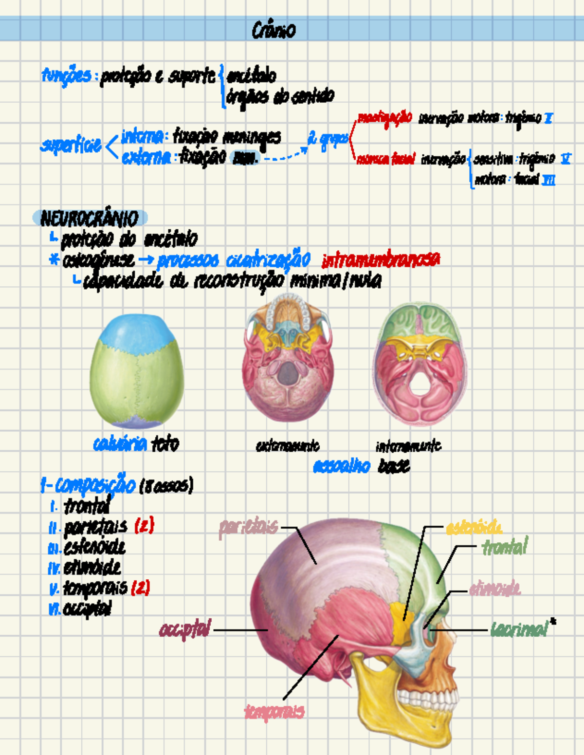 クレニアルスタディ・ガイド Tri-State Cranial 編 Anatomia do Crânio - Estudo Completo para N3 - Studocu