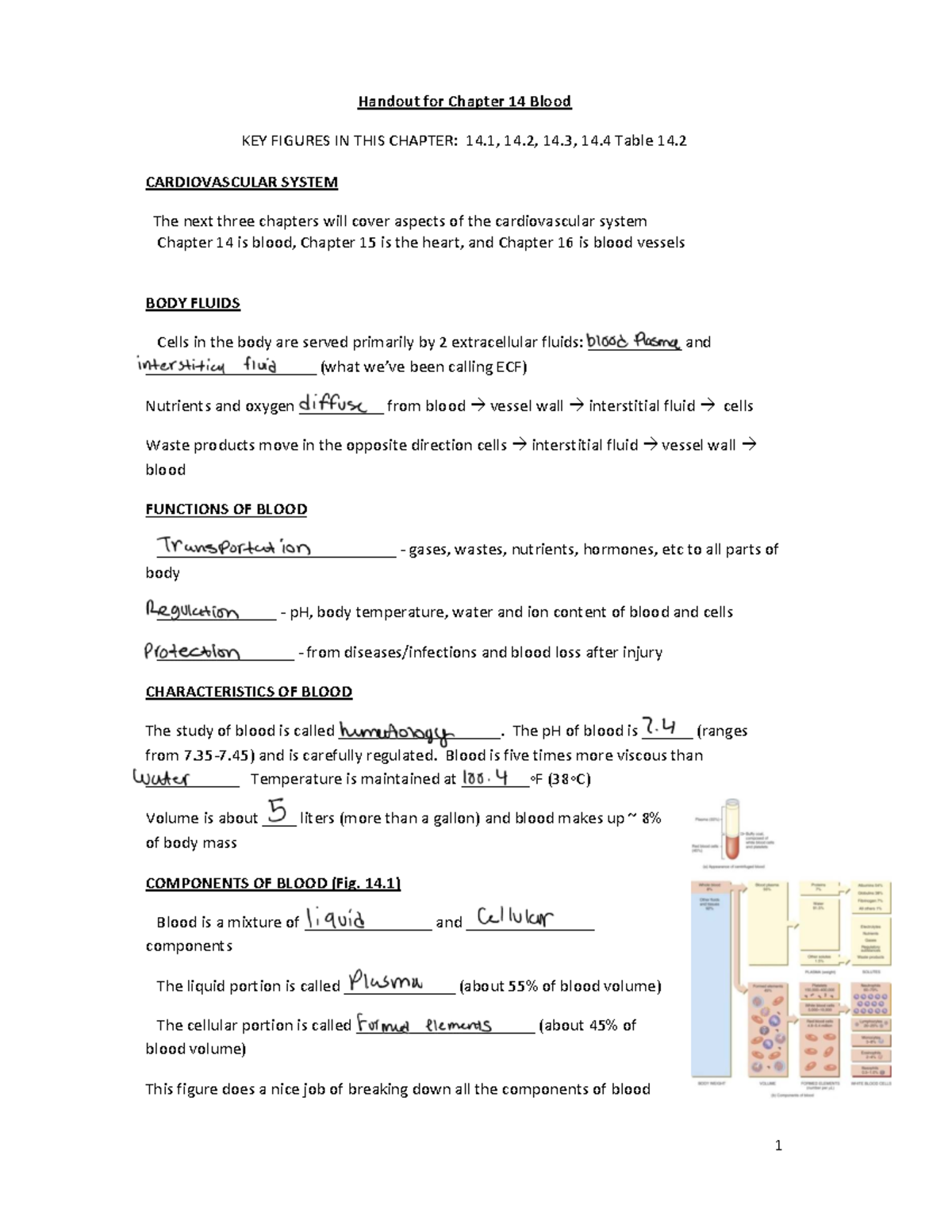 Chapter 14 Blood Overview: Key Figures & Functions in the ...
