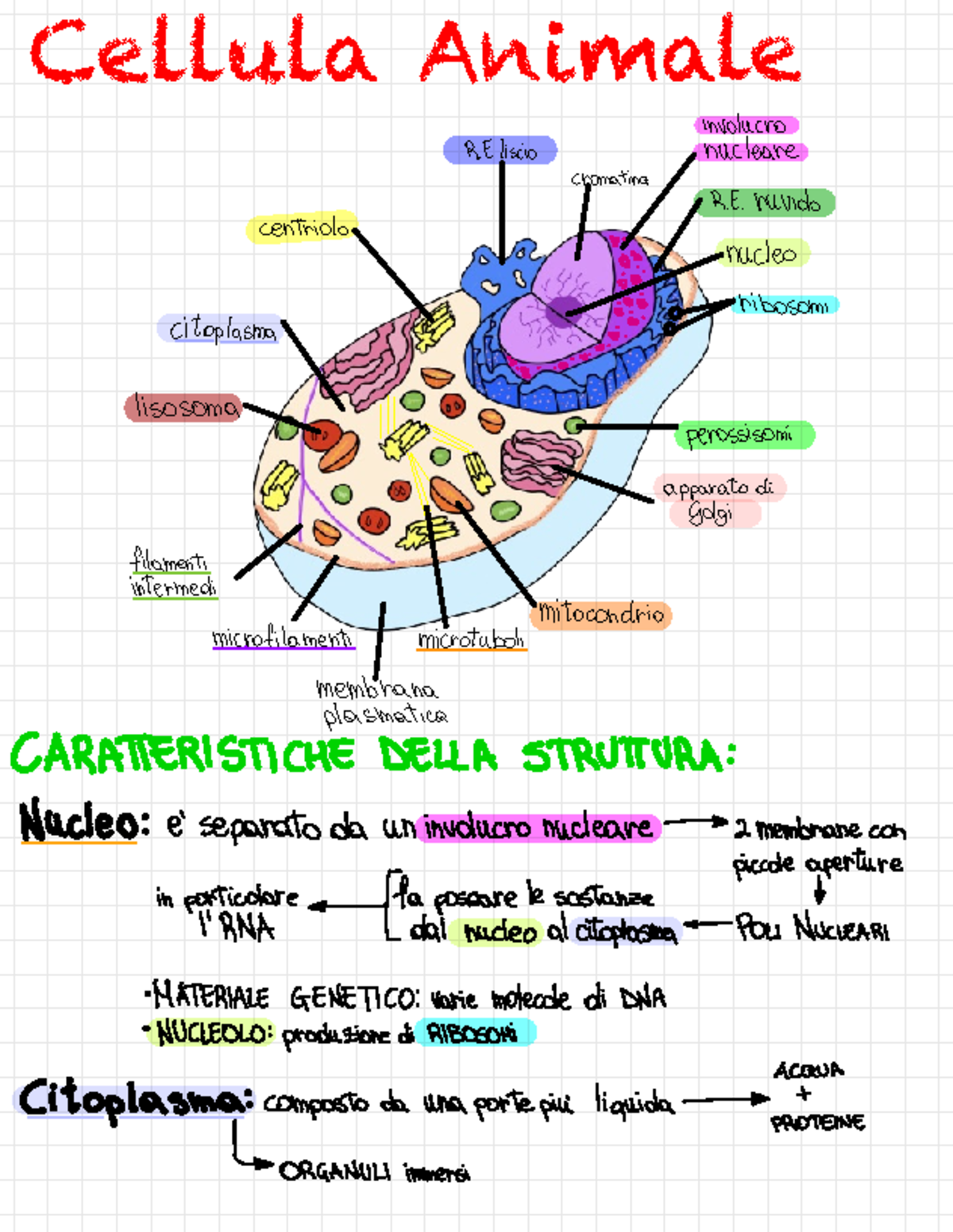 Biologia - Cellula Animale involucro RE liscio nucleare centri I ÷ ...