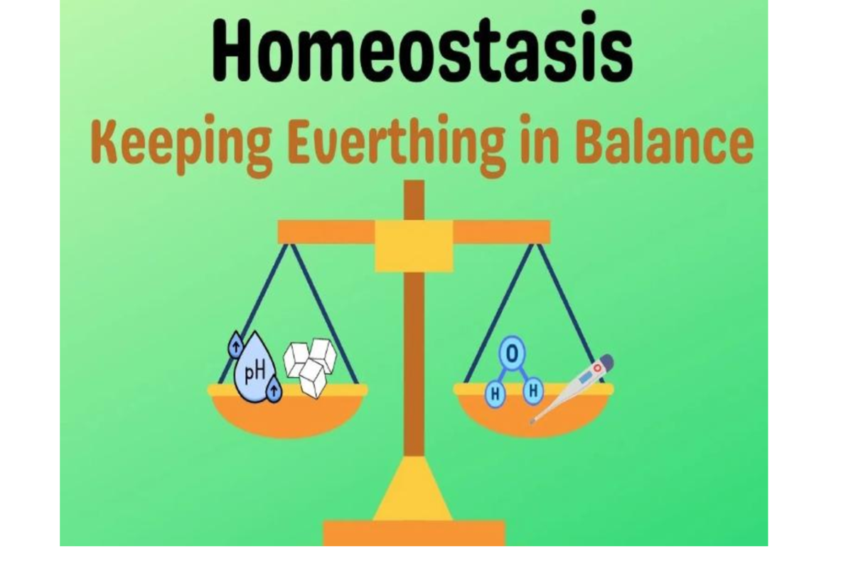 Lecture 15-HRA: Homeostasis and Body Regulation Mechanisms - Studocu